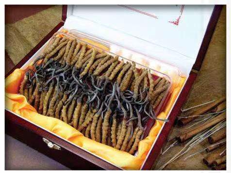 阜沙镇冬虫夏草回收